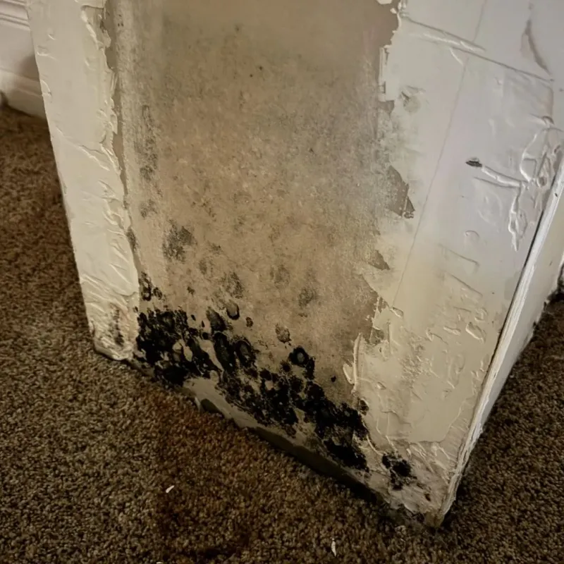 Professional Mold Removal in Amite, LA